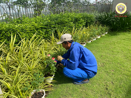 PHONG TRÀO ƯƠM MẦM ĐÓN TẾT Ở CÁC KHU CHUNG CƯ MY HOUSE QUẢN LÝ PHONG TRÀO ƯƠM MẦM ĐÓN TẾT Ở CÁC KHU CHUNG CƯ MY HOUSE QUẢN LÝ