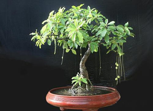 10 Loại cây cảnh giúp gia chủ phát tài 10 Loại cây cảnh giúp gia chủ phát tài