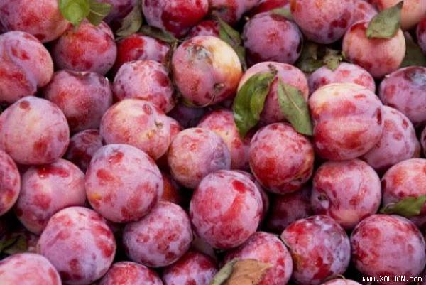 Tết Đoan Ngọ vì sao ăn mận để giết sâu bọ Tết Đoan Ngọ vì sao ăn mận để giết sâu bọ