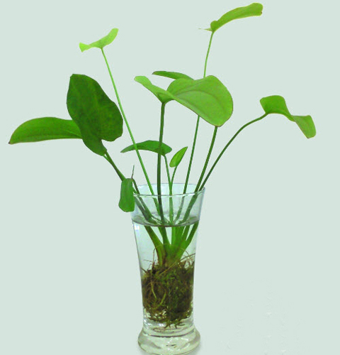 Những biểu tượng may mắn trong phong thủy Những biểu tượng may mắn trong phong thủy