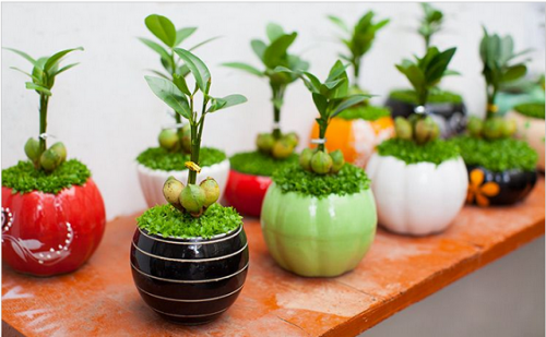 Những loại cây cảnh dễ trồng mang lại tài lộc cho gia chủ. Những loại cây cảnh dễ trồng mang lại tài lộc cho gia chủ.